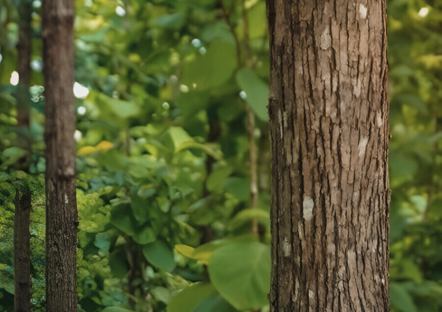 Jenis Kayu Terbaik Untuk Pembuatan Furniture, Karakteristik Kayu, Kayu Jati, Kayu Mahoni, Kayu Trembesi, Kayu Jati Belanda, Kayu Sungkai, Kayu Mindi, Sarana Mulya,